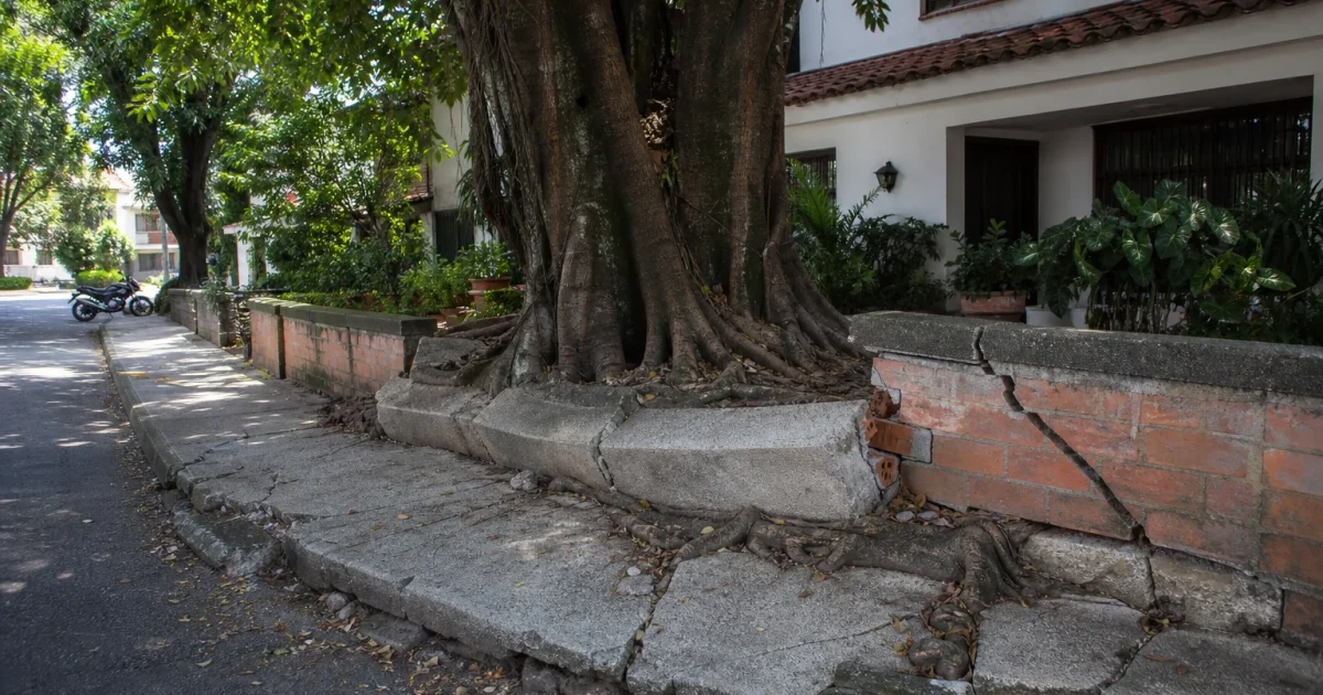 Árbol grande cuyas raíces levantaron el andén y agrietaron el muro de una casa