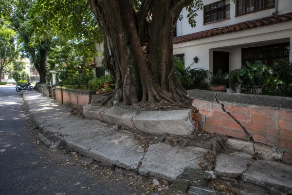Árbol grande cuyas raíces levantaron el andén y agrietaron el muro de una casa