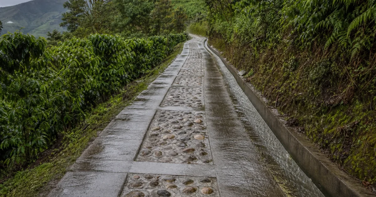Vía rural en placa huella con cuneta entre cafetales de Antioquia