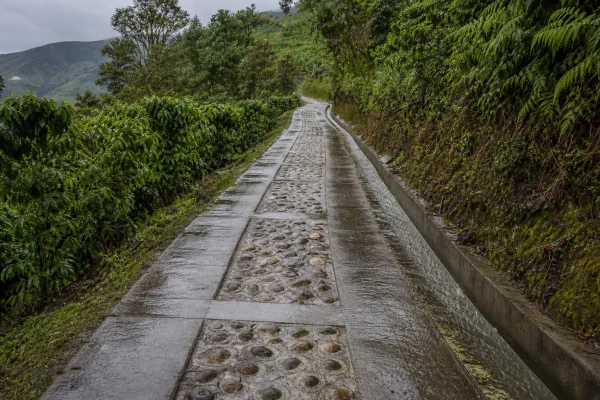 Vía rural en placa huella con cuneta entre cafetales de Antioquia